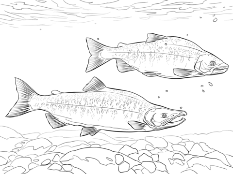 Kokanee Salmon Coloring Page